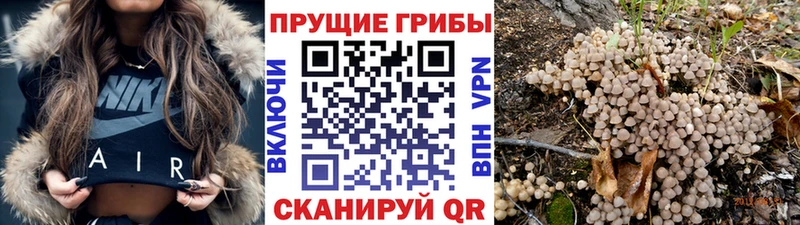 Псилоцибиновые грибы Psilocybe Кировград